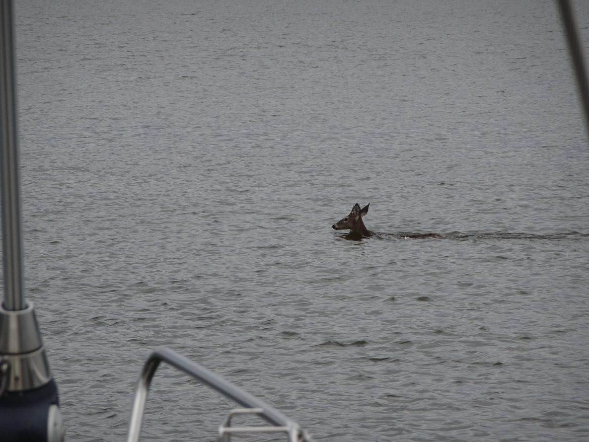 Dear swims across the channel as we enter Herrington Harbor North