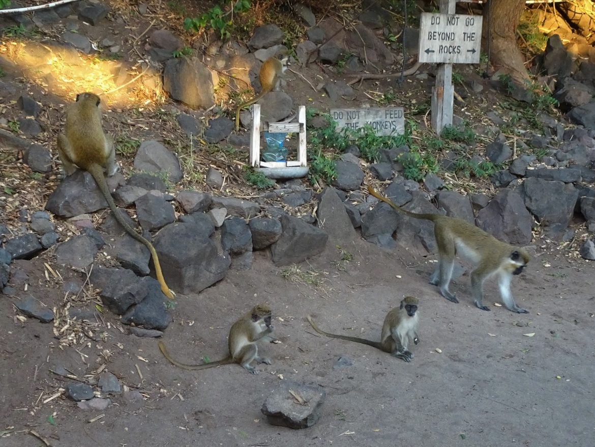 Green monkeys at Shipwreck Beach Bar
