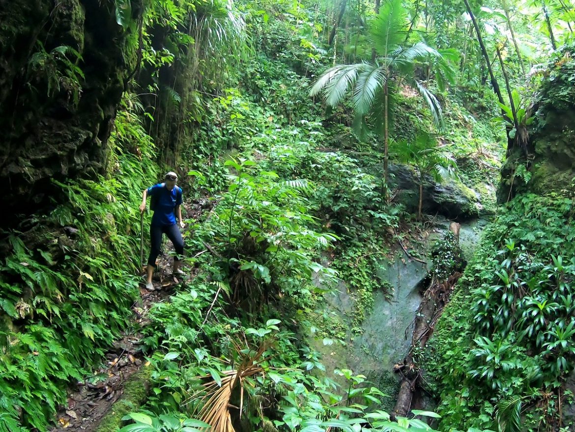 Narrow slippery path on the trek to the source, Nevis