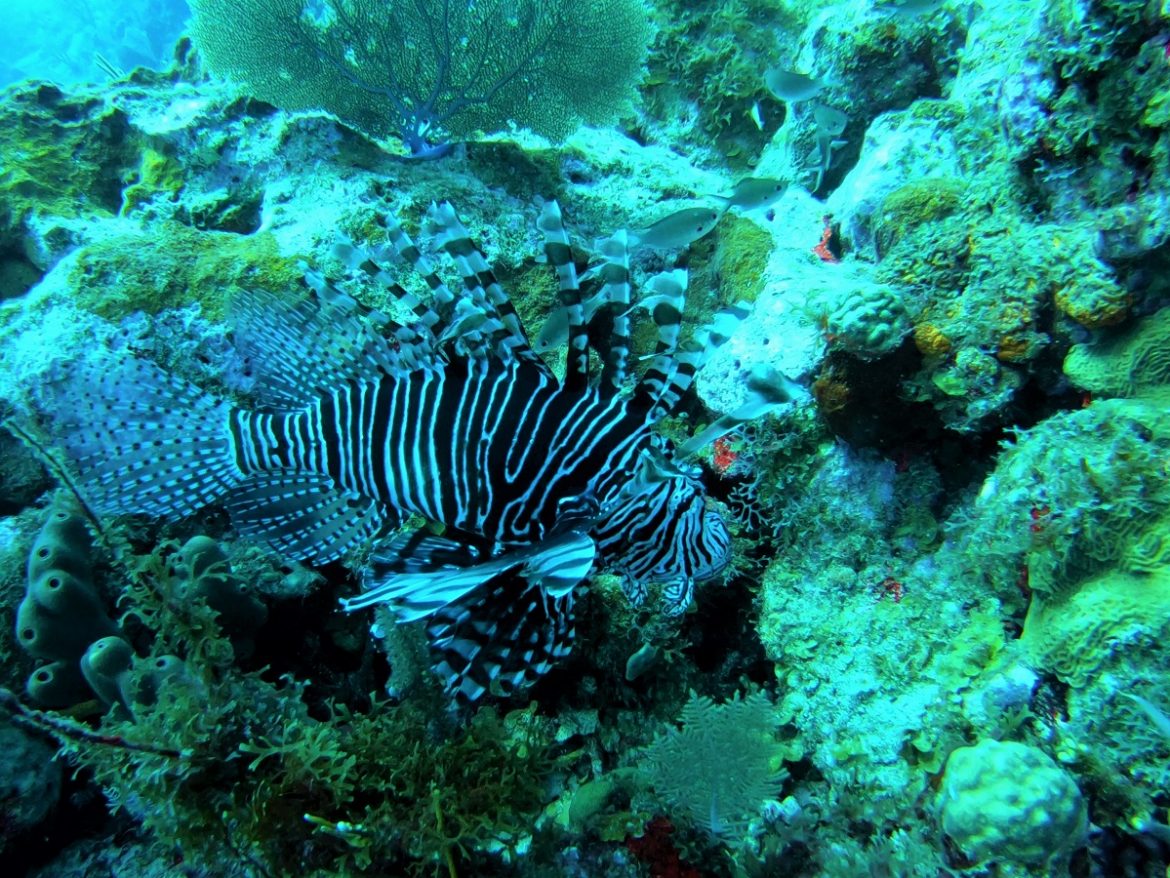 Lion fish- Scuba diving in St. Eustatius