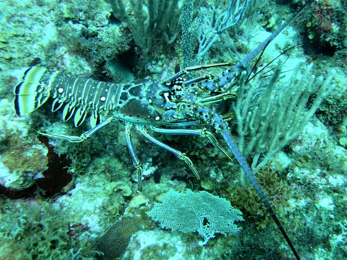 Lobster - Scuba diving in St. Eustatius