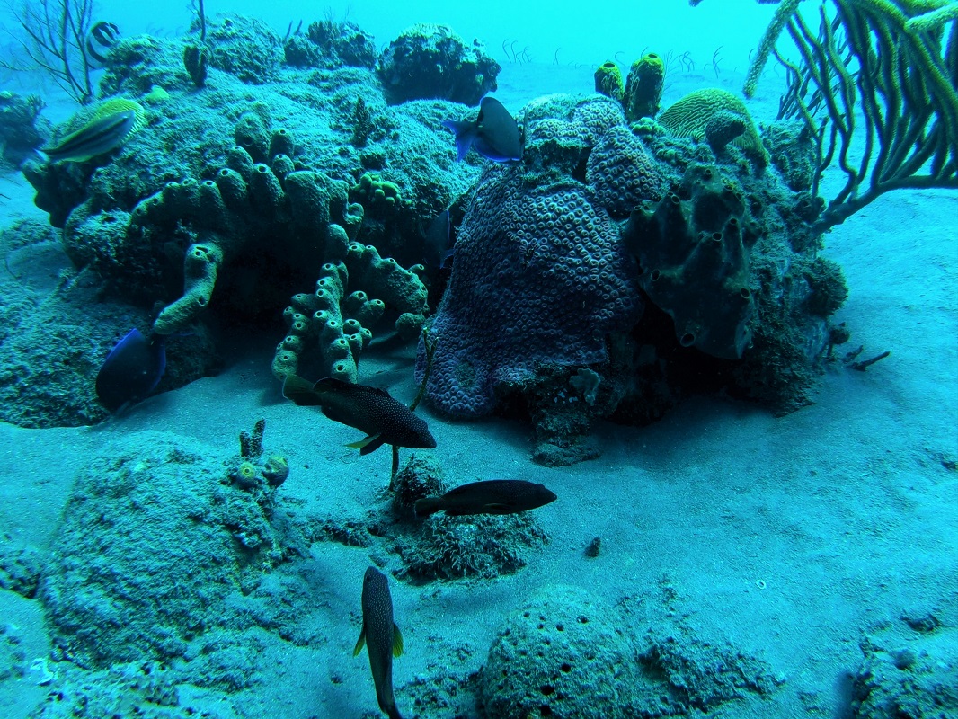 Scuba diving in Saba, s/v Cloudy Bay Scuba diving in Saba, s/v Cloudy Bay