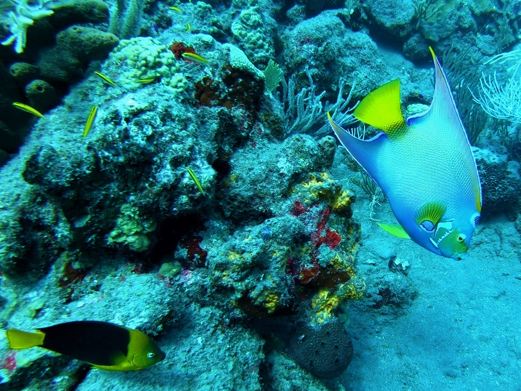 Scuba diving in Saba, s/v Cloudy Bay Scuba diving in Saba, s/v Cloudy Bay