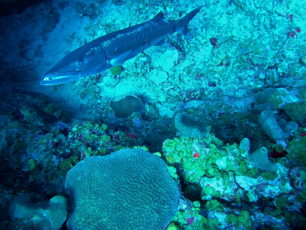 Scuba diving in Saba, s/v Cloudy Bay Scuba diving in Saba, s/v Cloudy Bay