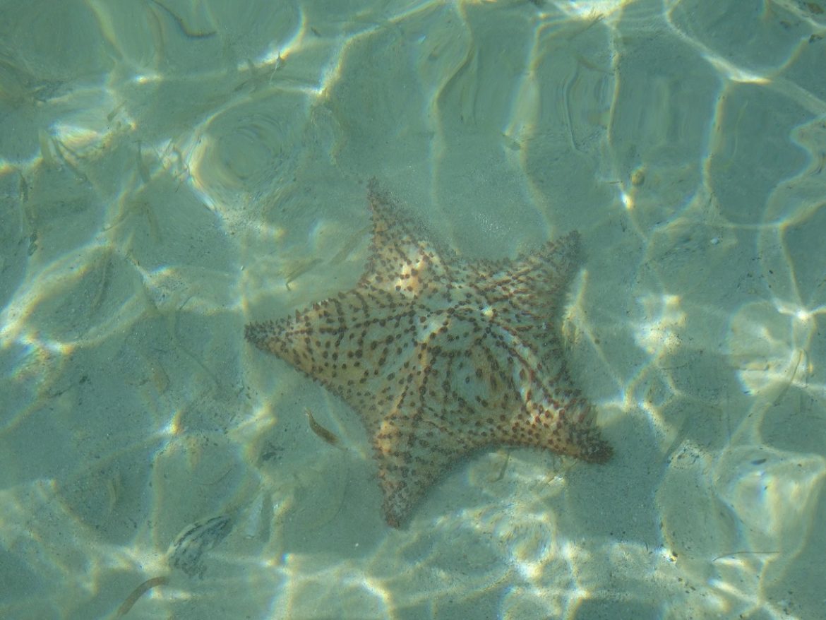 Star fish in Vieques SVI Star fish in Vieques SVI