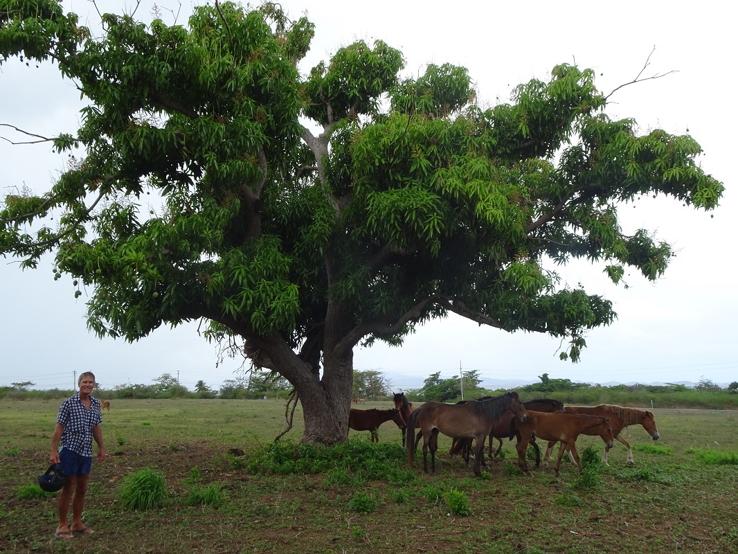 Horses under mango trees, Vieques SVI Horses under mango trees, Vieques SVI