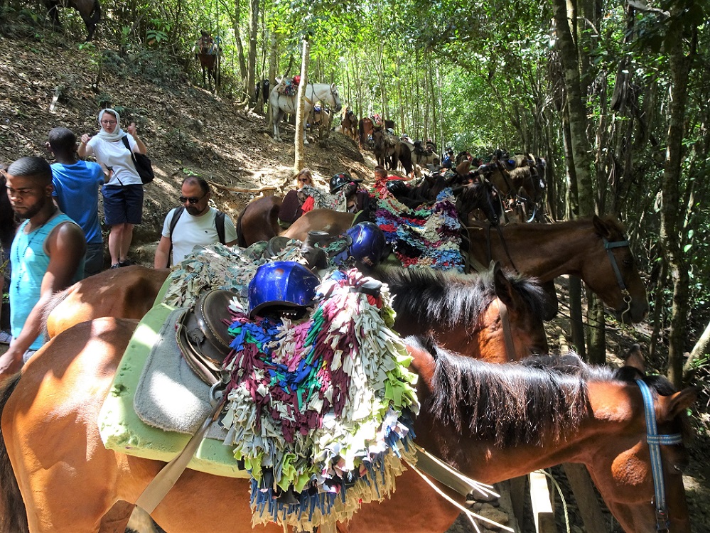 Horses on the trek to El Limon waterfall, Dominican Republic Horses on the trek to El Limon waterfall, Dominican Republic