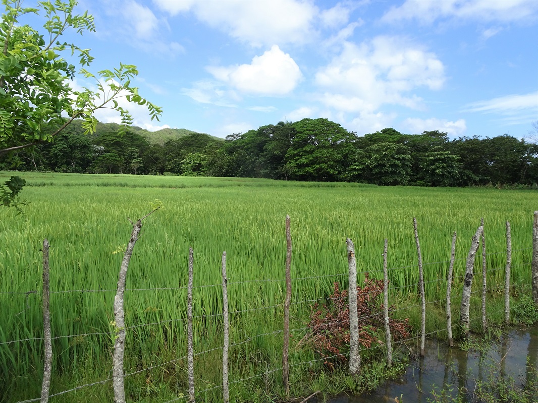 Paddy fields, Los Haitises National Park, Dominican Republic Paddy fields, Los Haitises National Park, Dominican Republic