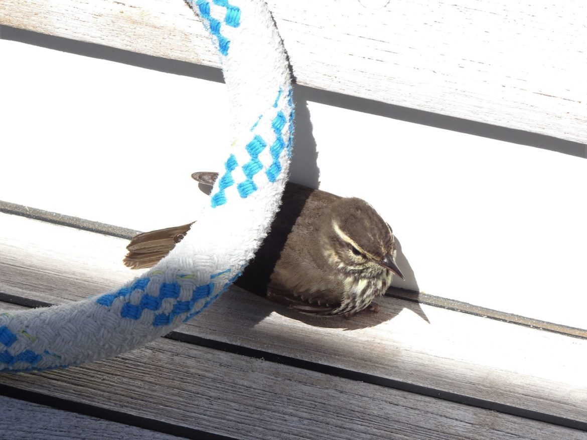 Little bird seeking shelter and having a rest