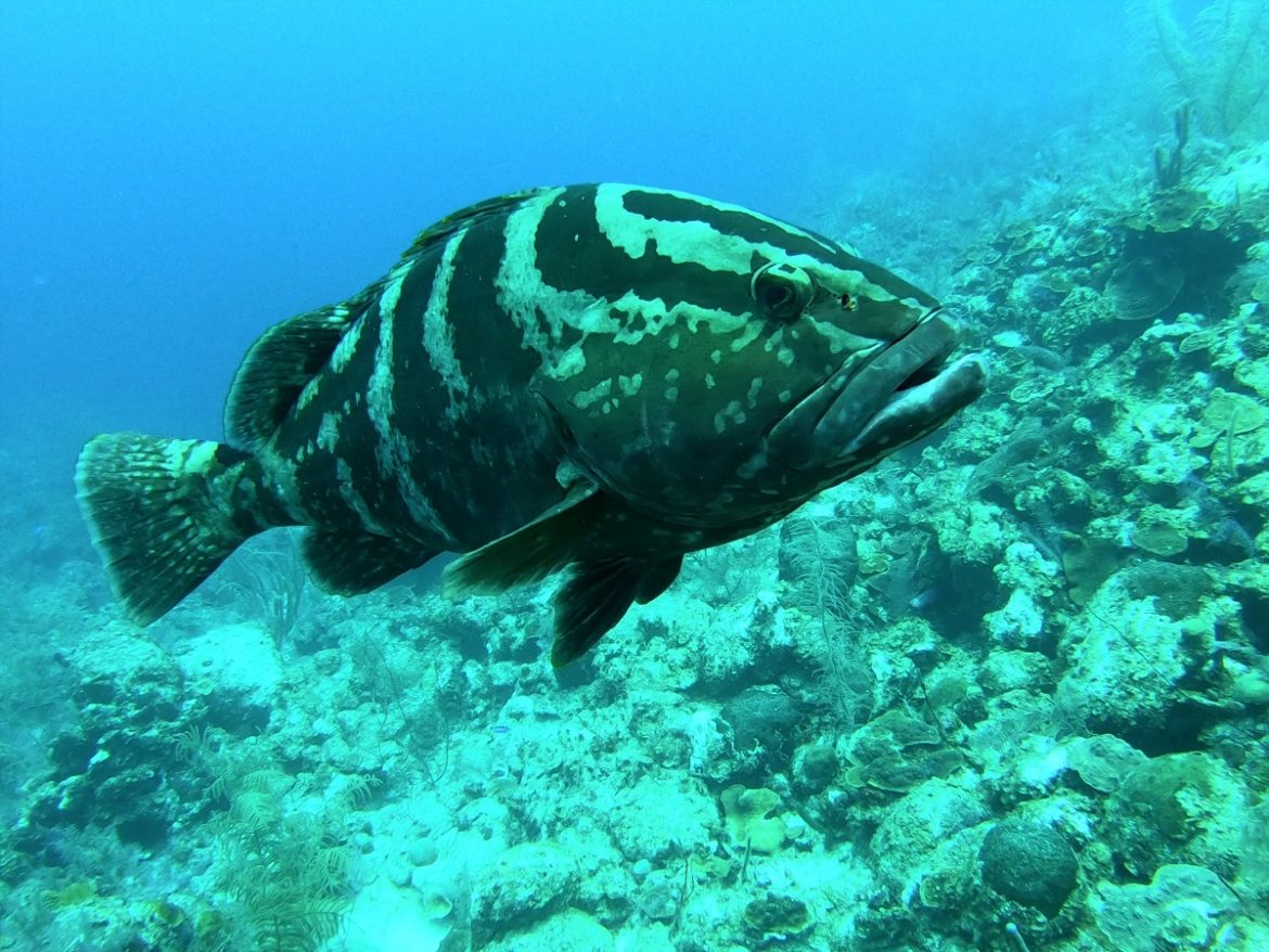 Nassau Grouper at Sand River dive site, Grand Turk, Turks & Caicos
