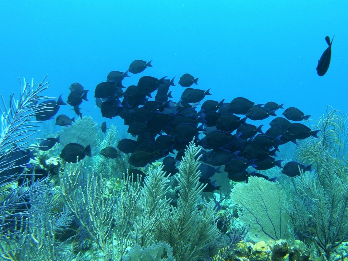 Bankof Dorry fish at Sand River dive site, Grand Turk, Turks & Caicos