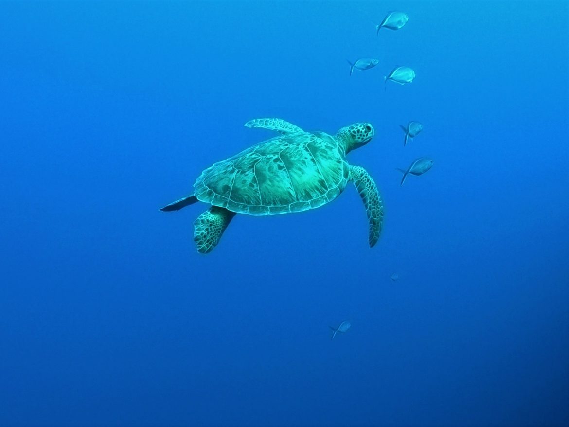 Green sea turtle at Sand River dive site, Grand Turk, Turks & Caicos