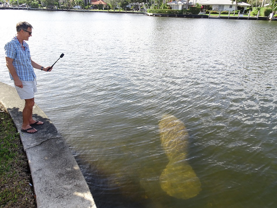 Manatee encounter Manatee encounter