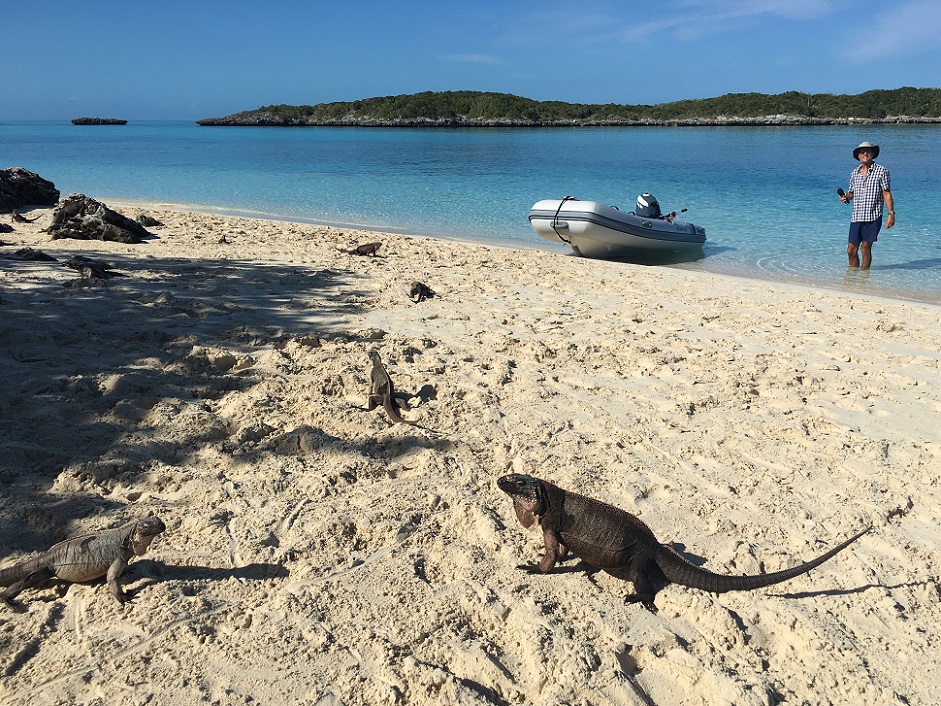 Allen Cays, Iguana Island, Exumas Bahamas Allen Cays, Iguana Island, Exumas Bahamas