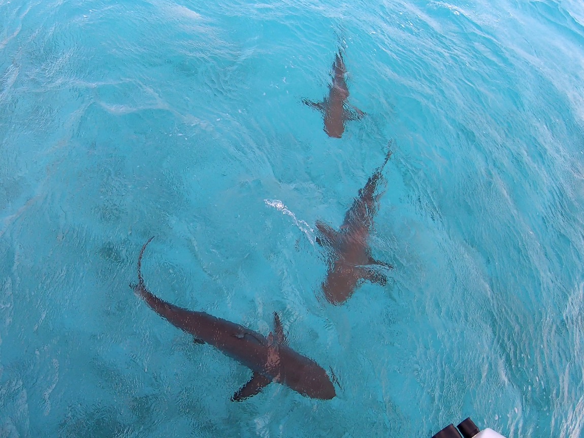 Nursing sharks next to the boat in Warderick Wells Cay Bahamas Nursing sharks next to the boat in Warderick Wells Cay Bahamas