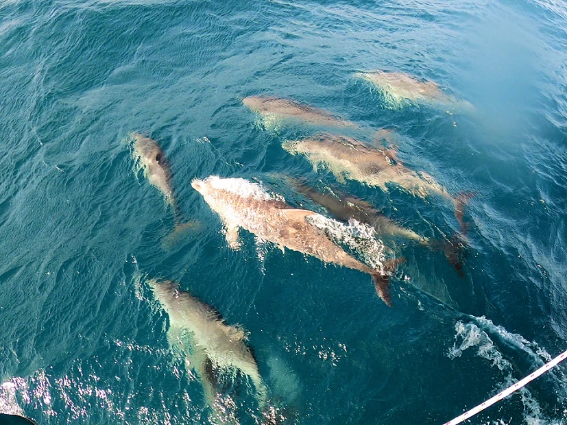 dolphins on the bow of Clowdy Bay dolphins on the bow of Clowdy Bay