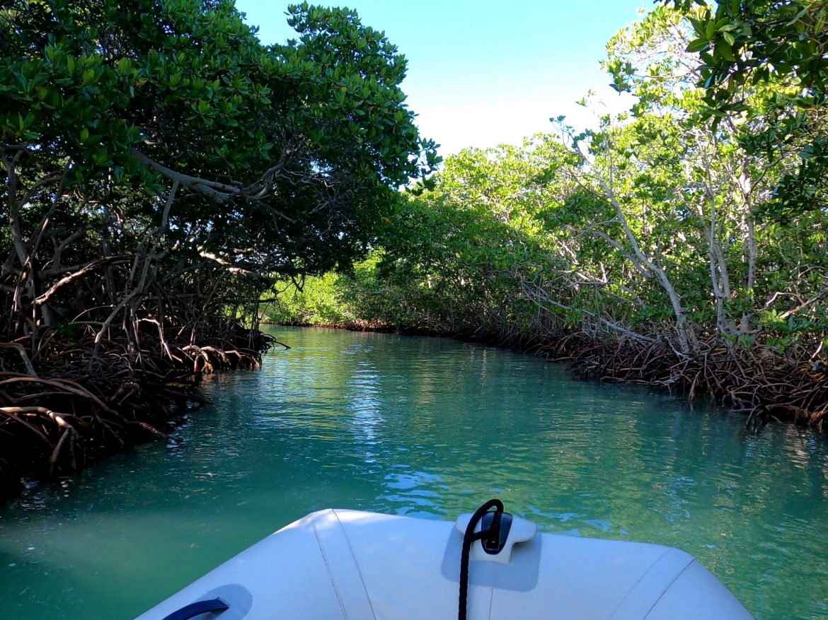 mangroves Punta Allen mangroves Punta Allen