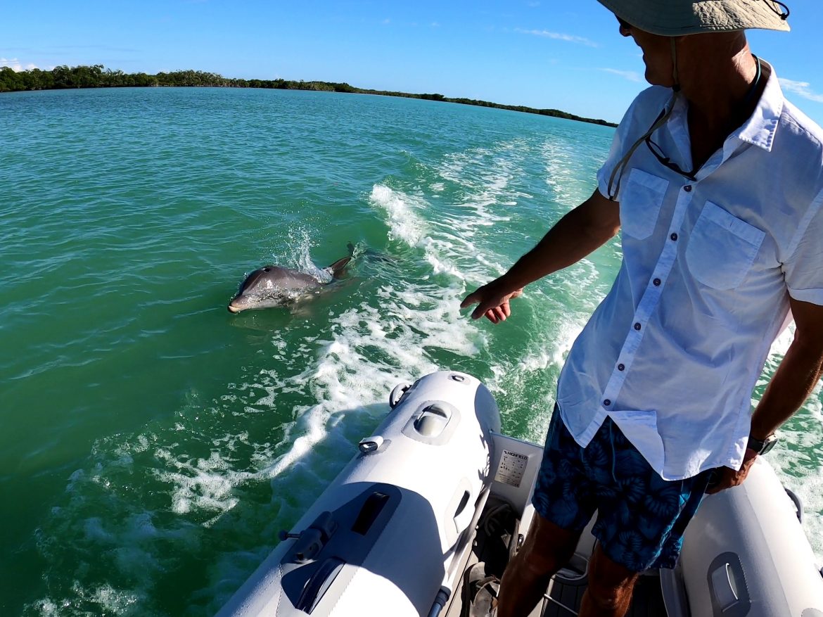 dolphins in Bahia de la Acension, Punta Allen dolphins in Bahia de la Acension, Punta Allen