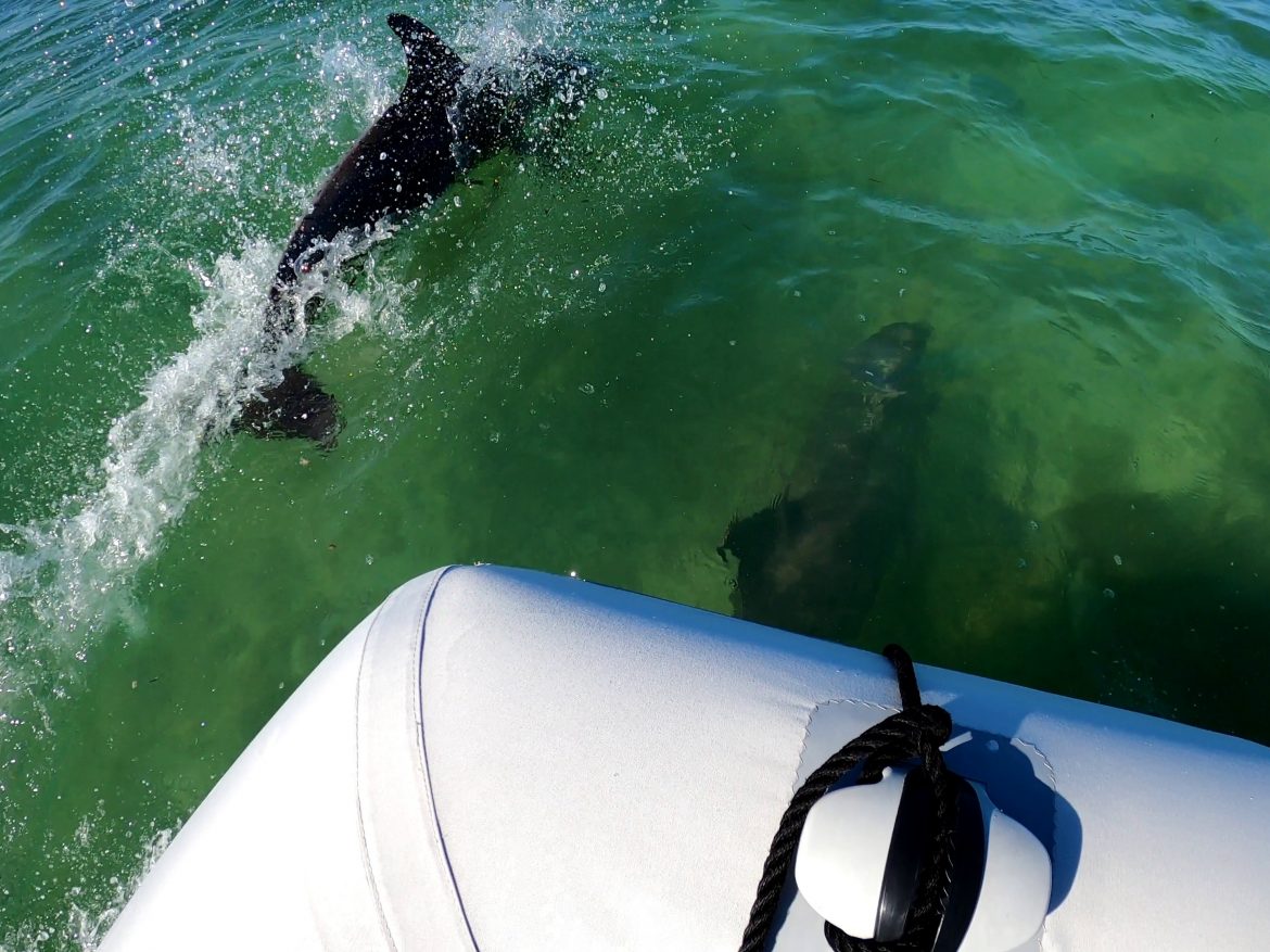 dolphins in Bahia de la Acension, Punta Allen dolphins in Bahia de la Acension, Punta Allen