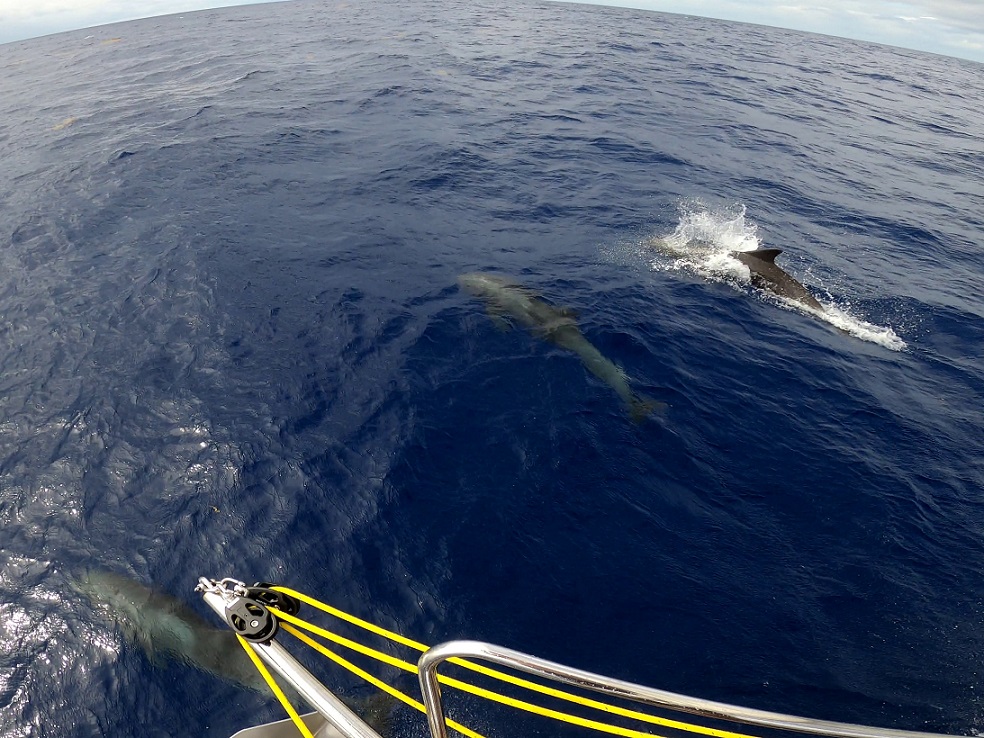 pilot whales welcoming us to Guanaja, Bay Islands, Honduras pilot whales welcoming us to Guanaja, Bay Islands, Honduras