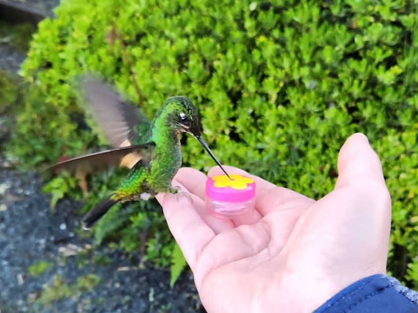 Colibri at Termales del Ruiz Colibri at Termales del Ruiz