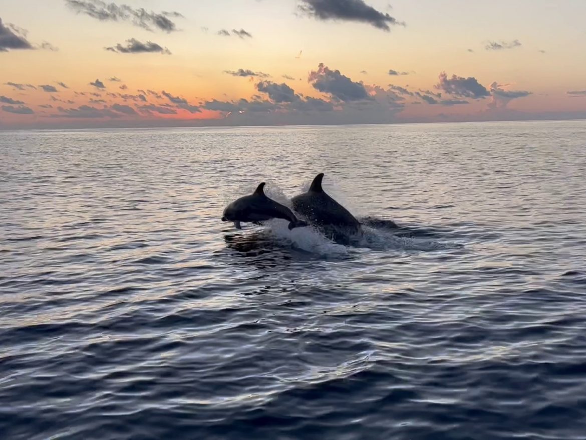dolphins are amazing…. dolphins are amazing....